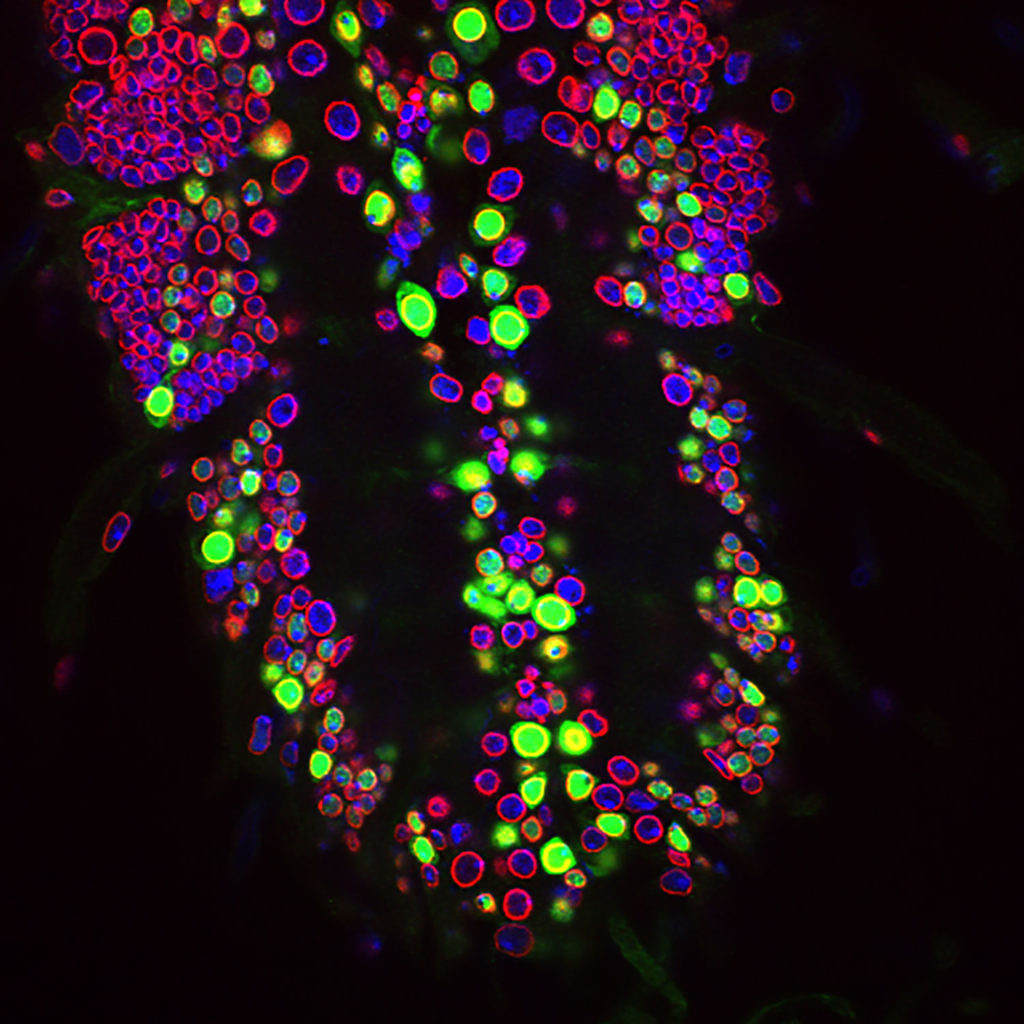 image of colorful cells with black background
