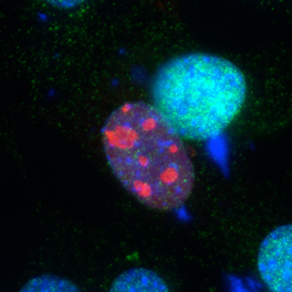 image of colorful cells with black background